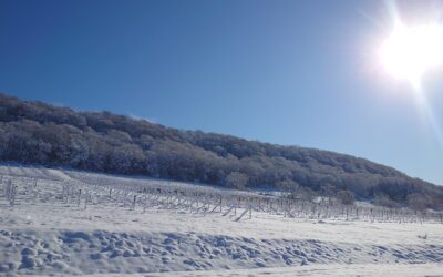 【直売所】2025年度の最終営業日と冬季休業のお知らせ